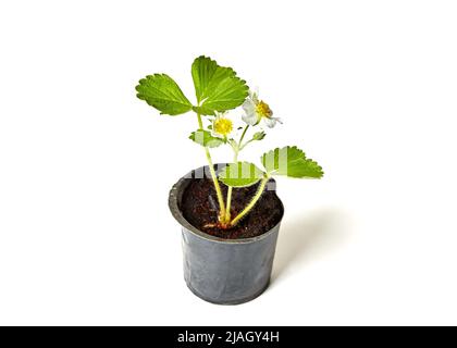 Erdbeer-Keimling mit Blume isoliert auf weißem Hintergrund. Erdbeerpflanze im Topf Stockfoto