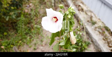 Weiße Hibiskusblüte auf grünem Hintergrund. Eine Pflanze der Familie Malvov, eine Art der Gattung Hibiscus. Floraler Hintergrund und natürliches Muster mit Stockfoto