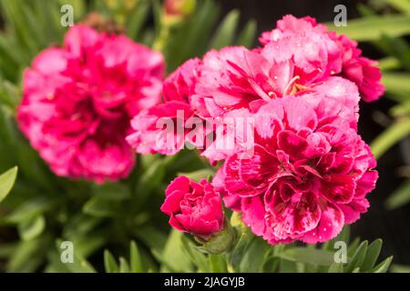 Dianthus caryophyllus 'Oscar Purple Wings', Rose, Blume, Nahaufnahme, Blüte Stockfoto