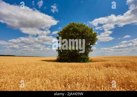 Gold Weizen flid Panorama mit Baum, ländliche Landschaft Stockfoto