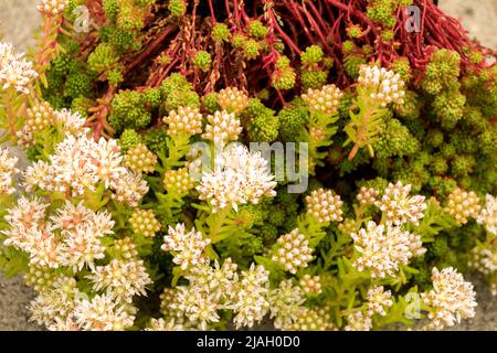 Sedum lydium, Stonekrop sedum, Blume in der Nähe, Blüte Stockfoto