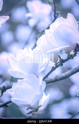 Nahaufnahme von rosafarbenen Magnolienblüten in voller Blüte während des Sonnenaufgangs, Magnolienblüten in einem Frühlingswald. Weicher Fokus auf Blütenblätter. Stockfoto