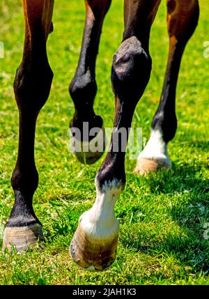 Die Füße des Pferdes sind auf grünem Gras ganz nah. Stockfoto