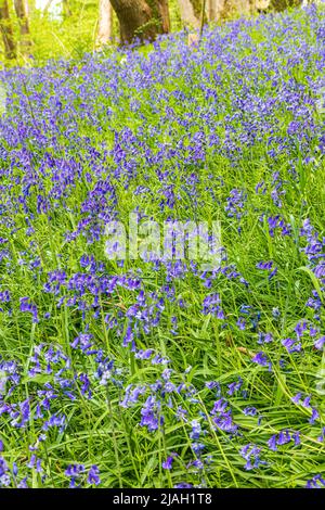 Bluebells blühen im Frühjahr auf dem Cotswold Scarp bei Queens Wood unterhalb von Cleeve Cloud, Southam, Gloucestershire, England Stockfoto