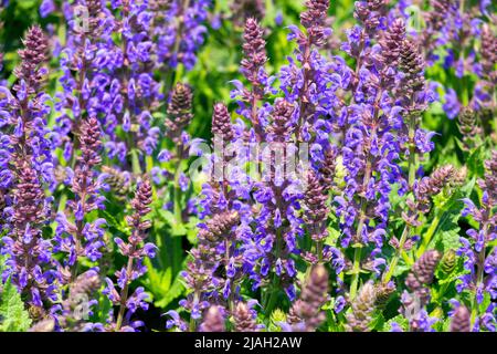 Salvia nemorosa, Salvia superba, Meadow Sage, Salvia 'Aprilnacht', wunderschön, Blau, Blüht Stockfoto