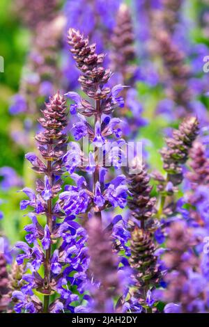 Salvia nemorosa, Salvia superba, Meadow Sage, Salvia 'Aprilnacht', wunderschön, Blau, Blüht Stockfoto