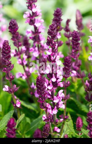 Salvia 'Edula Rose', Rosa, Blumen, Salvia nemorosa, Salvia superba, Salvia x superba, Salvias, Frühling, Garten Stockfoto