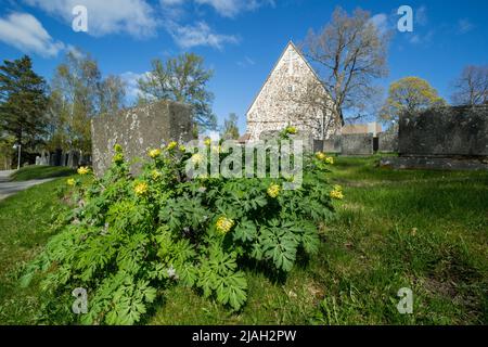 Sibirische Korydalis wachsen auf einem alten Friedhof in Finnland. Stockfoto