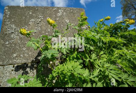 Sibirische Korydalis wachsen auf einem alten Friedhof in Finnland. Stockfoto