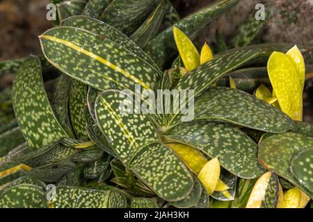 Sukulente Oxzungenblätter (Gasteria minima) Stockfoto