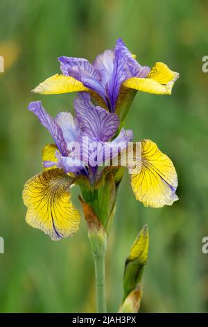 Gelb-blaue Flaggen, Sibirische Iris, Iris sibirica, Iris 'so van Gogh', Iris, Blumenportrait Stockfoto