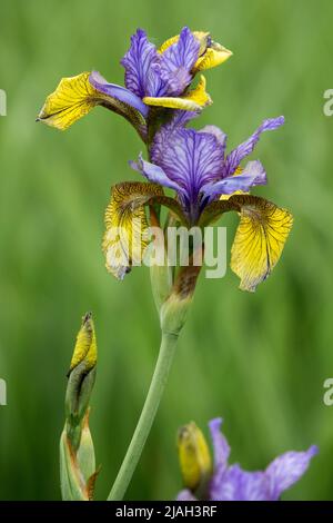 Blau-gelbe Flaggen, Sibirische Iris, Iris sibirica, Iris 'so van Gogh', Iris, Blume Stockfoto