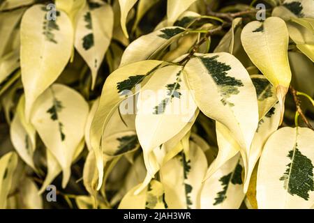 Bunte Blätter der weinenden Feige des Sternenlichts (Ficus benjamina ‘Starlight’) Stockfoto