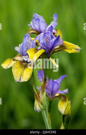 Iris „so van Gogh“ Iris sibirica Gelbblau Iris Blau Sibirische Iris Blume Porträt Blüte Iris Grüner Hintergrund mehrjährige Hardy Pflanze Stockfoto