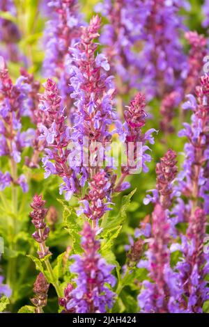 Salvia 'Bordeau Steel Blue!' Salvia superba, Meadow Sage, Pink, Salbei Stockfoto