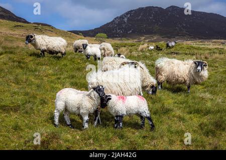 Inishowen, Irland Stockfoto