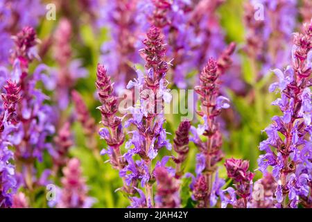 Salvia superba,Meadow Sage Salvia 'Bordeau Steel Blue' Stockfoto