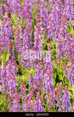 Salvia 'Bordeau Steel Blue', Violett, Salvias Stockfoto