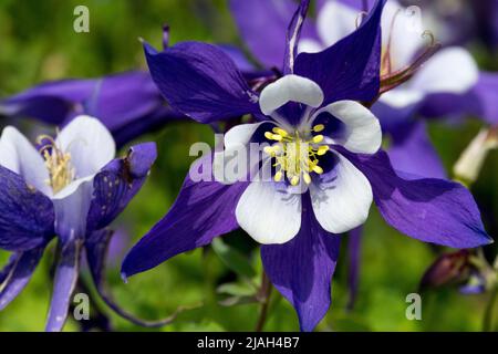 Common columbine, Aquilegia caerulea, Aquilegia Blue & White, Aquilegia Kirigami, Aquilegia Blue White Close Up, Blume, Columbine Stockfoto