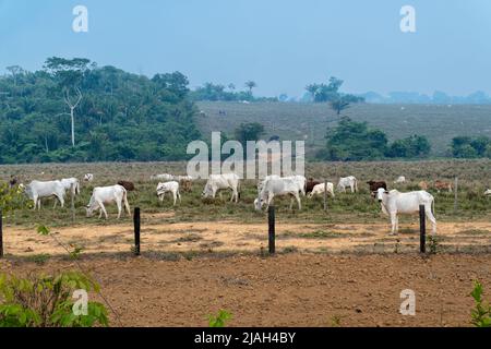 Viehweide auf illegaler Viehzucht in Naturschutzreservat Land unter Waldbrandrauch in Entwaldungsgebiet im Amazonas-Regenwald, Brasilien. Stockfoto