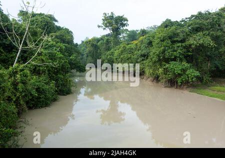 Katastrophale Ansicht der Amazonas-Waldbäume und des Flusses mit Quecksilber kontaminiertem Wasser aus illegalem Goldabbau im Amazonas-Regenwald, Brasilien. Stockfoto