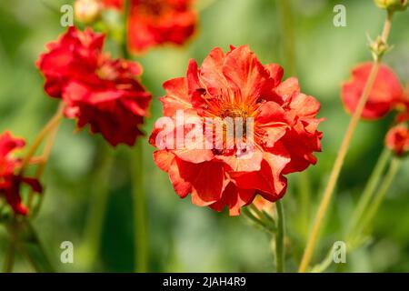 Red Geum 'Feuerball' oder Geum Mrs. J. Bradshaw Blume Stockfoto