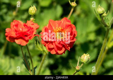 Red Geum 'Feuerball', Geum chilolense Stockfoto