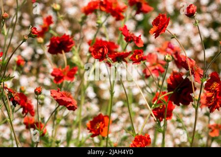 Red Geum 'Feuerball', Geum chilolense Stockfoto