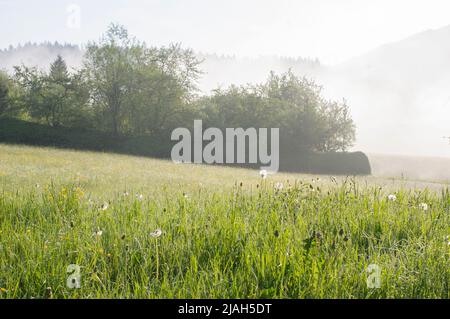 Morgenfrühlingslandschaft mit Nebel und Sonne, die auf Grasland scheint. Stockfoto