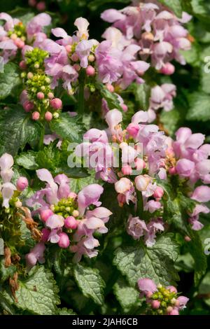 Lamium maculatum „Pink Zinn“, Pink, Blumen Stockfoto