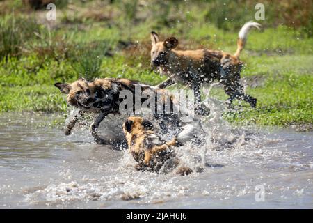 Wilde Hunde spielen im Okavango Delta River, Botswana Stockfoto
