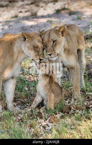 Der Stolz der Löwen auf das Grasland des Okavango-Deltas