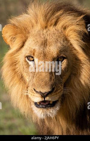 Männlicher Löwe im Grasland des Okavango-Deltas Stockfoto