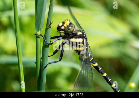 Goldringelige Libelle (Cordulegaster boltonii), Großbritannien Stockfoto