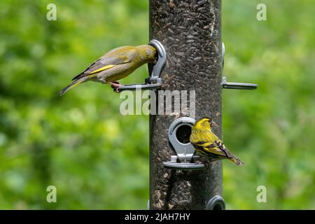 Ein Grünfink (Chloris chloris) und ein Siskin (Spinus spinus), der sich an Sonnenblumen an einem Futterhäuschen, Hampshire, England, ernährt Stockfoto