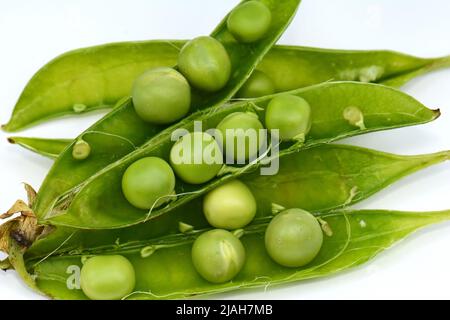 Frische Erbsen pod mit Bohnen auf weißem Hintergrund. Horizontales Design Element mit Freistellungspfad Stockfoto