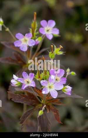 Geranium maculatum 'Espresso', Geranie, Blüte, Frühling, Pflanze, Purpur, Blume, Kranichschnabel, Geranium maculatum, Geranien Stockfoto