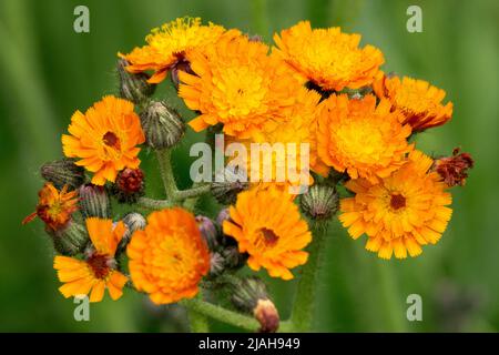 Hieracium maculatum Leopard, Orange Hawkweed, Hardy, Blume, Nahaufnahme, Blüht Stockfoto