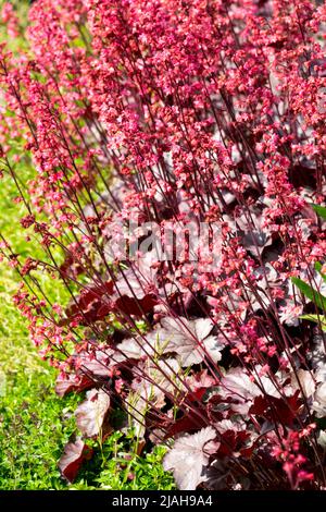 Rote Blätter Heuchera „Milan“ Heuchera Wachsende Grenze Garten Purple Blumen Randing Bed Pflanzen Mehrjährige Hardy Plant Blüht Heucheras Laub Mai Stockfoto