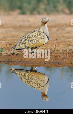 Schwarzbauchmännchen, Pterocles orientalis, Monegros-Wüste, Aragon, Spanien Stockfoto