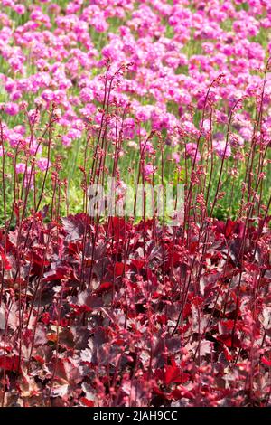 Gemischt, Farbe, Pflanzen, Rot, Heuchera, Heucheras, Pink, Common Thrift Sea Pink, Heuchera 'Neptun', Armeria maritima Stockfoto