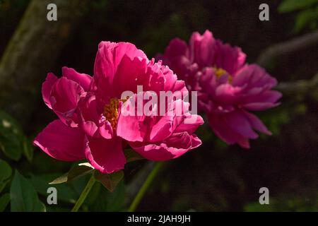 Sonnenlicht auf zwei rosa Pfingstrosenblüten mit weichem Blattfokus im Hintergrund Stockfoto