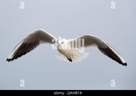 Fliegende Erwachsene Schwarzkopfmöwe im Wintergefieder Stockfoto
