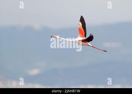 Ein Erwachsener, der große Flamingo, ist im Flug Stockfoto
