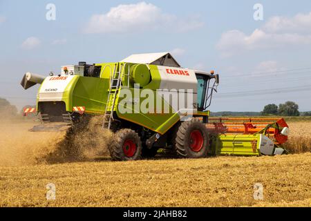 Getreideernte bei Hockenheim, Baden-Württemberg, Deutschland (20. Juli 2021) Stockfoto