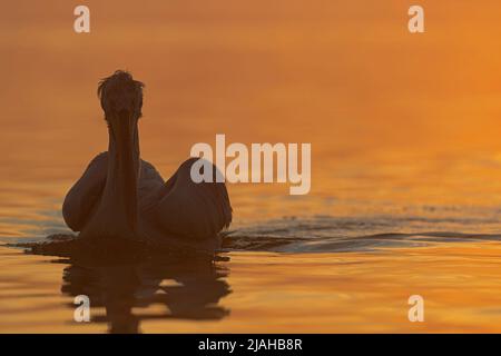 Dalmatinische Pelikane in der Morgensonne des Kerkini-Sees Stockfoto