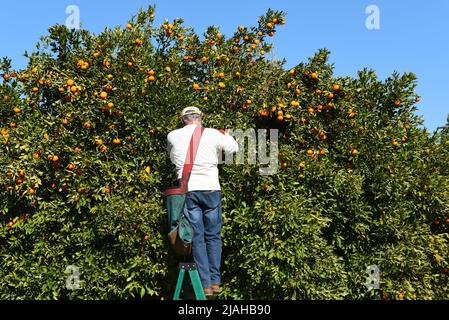 FULLERTON, KALIFORNIEN - 24. JANUAR 2020: Arbeiter pflücken Mandarinen in einem Obstgarten. Stockfoto