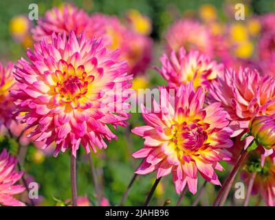Blühende Dahlien aus nächster Nähe Stockfoto