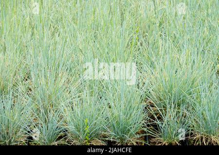 Blauschwingel, Festuca Glauca, Elijah Blau, Blau, Gras, Fescue, Garten, Gräser, Festuca glauca Elijah Blaues Gras, Bodenbedeckungspflanzen Stockfoto