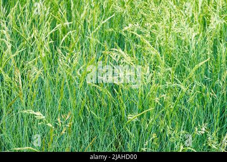 Festuca glauca 'Auslese', Festuca, Blaues fest, Grün, Garten, Gräser, Anbau, Zierpflanzen, Festuca „Auslese“ Stockfoto